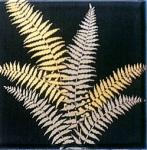 Metallic　Fern　　1138