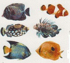 熱帯魚　　6P