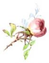 Rambling　Rose. s2497