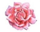 ガラス用　Pink Rose
