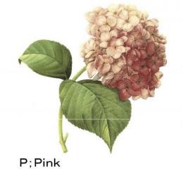 アジサイ　紫陽花　ピンク