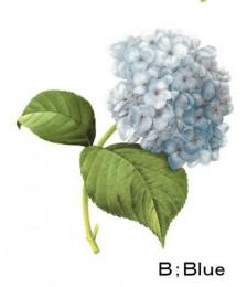 アジサイ　紫陽花　ブルー