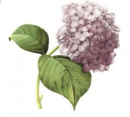 アジサイ　紫陽花　ライラック