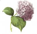 アジサイ　紫陽花　ライラック