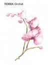Orchid 70368A