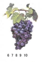 Grapes