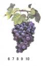 Grapes