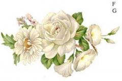 White　Mist　F/G