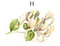White　Mist　　H　　5こ