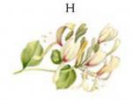White　Mist　　H　　5こ