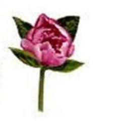 Peony　小花