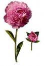 Peony