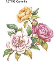 Camellia