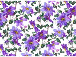 Clematis クレマチス