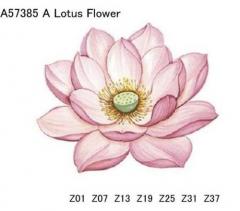 Lotus