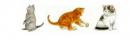Cat Variety　3種セット 　T156