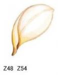 Plumeria  花びら