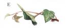 IVY