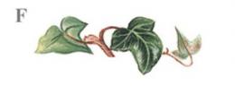 Ivy