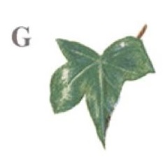 IVY