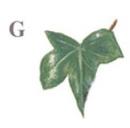 IVY