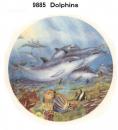 Dolphins　ラウンド