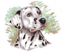 Dalmatian  Z