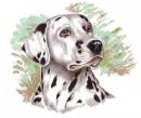 Dalmatian  Z
