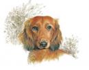 Duchshund
