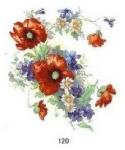 Poppies