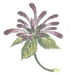 Bergamot (廃番品)