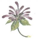Bergamot (廃番品)