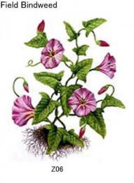  ガラス用　Field  Bindweed 　(廃番品)