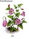  ガラス用　Field  Bindweed 　(廃番品)