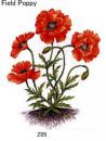  ガラス用　Field  Poppy　(廃番品)