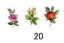 Rosier