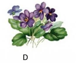 Violet
