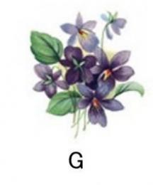 Violet