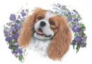 King Charles Spaniel