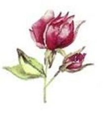 Rose Garden