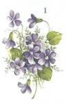 Violets 2V
