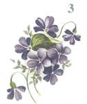 Violets　2V