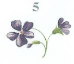Violets　　2V