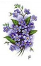 Forget Me Not Blue