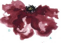 Poppy flower　　D