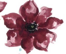 Poppy flower　B