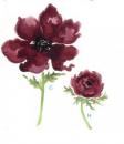 Poppy flower　C/H