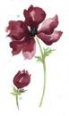Poppy flower A/K