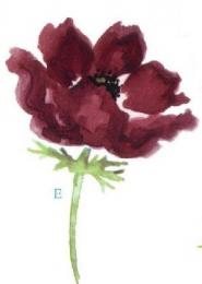 Poppy flower　E