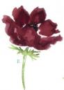 Poppy flower　E